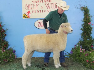 Anchorage 1072-12 Tw  best-fleeced white Romney MD Sheep and Wool Fest 2013