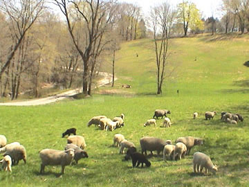 Hill pasture, springtime