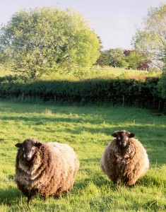 Natural-colored Romneys in Devon, England