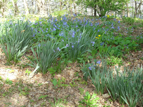 Virginia bluebells