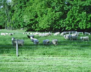 Sheep on pasture